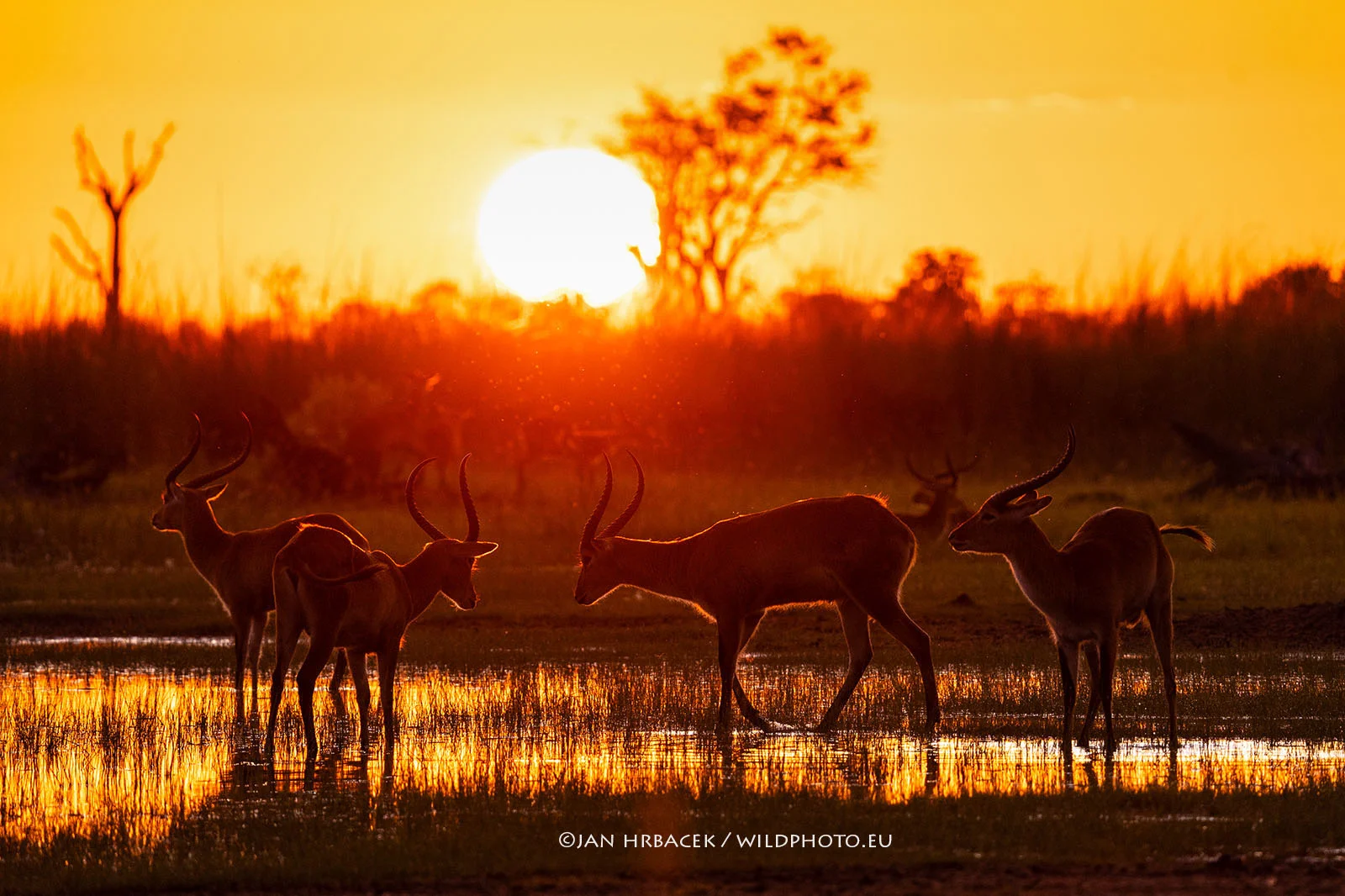 Moremi Game Reserve, Botswana